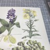 Botanical wood sorrel primrose spotted orchid for Paper cut 3D