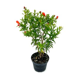 ragnaroc Live Fruit Trees – Punica Granatum Dwarf Pomegranate 9-12” Tall in 4” Pot - 1ct - Color When Flowering Red, Bonsai - Live Arrival Guaranteed - House Plants for Home Decor