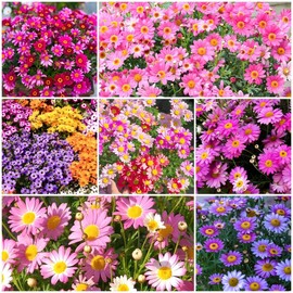 1200+ Colorful Pyrethrum Seeds, Mixed Tanacetum Chrysanthemum Flower Seeds for Outdoor Planting, Non-GMO & Attracts Pollinators