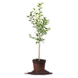 Pineapple PEAR Tree - Size: 3-4 ft, Live Plant, Includes Special Blend Fertilizer & Planting Guide