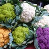 NIKA SEEDS - Seeds Vegetable Cauliflower Cabbage Mix - 200