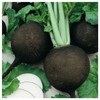 Everwilde Farms - 1 Lb Black Spanish Round Radish Seeds