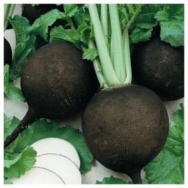 Everwilde Farms - 1 Lb Black Spanish Round Radish Seeds - Gold Vault
