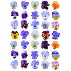  30 x Printed Mixed Colour Pansy Flower Cake Toppers Edible Wafer Paper