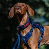 OneTigris Fire Watcher Tactical Dog Harness, MOLLE Safety Harness, Service