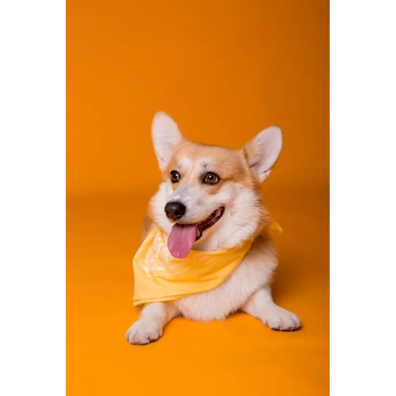 Vetriderm 2packvetriderm Jabón Derma+premio Perro Anchovetas80gr Bleiz