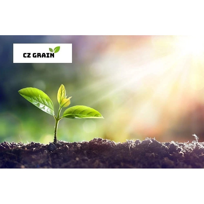 CZ Grain 50 Navy Bean Seeds for Planting Grow White