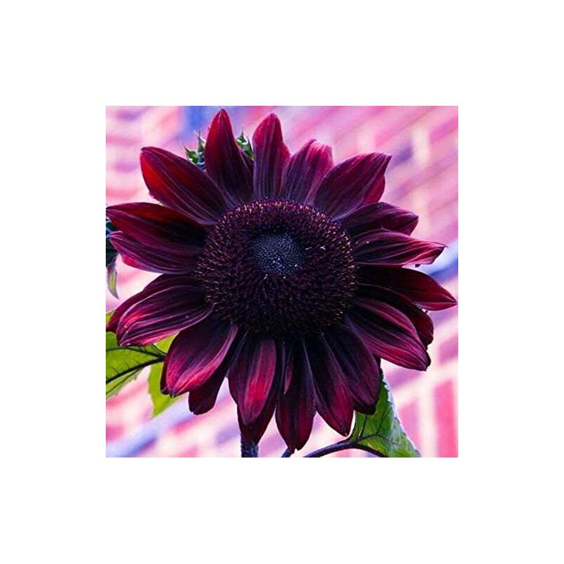 100 Sunflower ‘Chocolate Cherry’ Flower Seeds Helianthus annuus