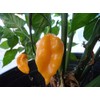 Grenada Seasoning Pepper Seeds 10+ Seeds