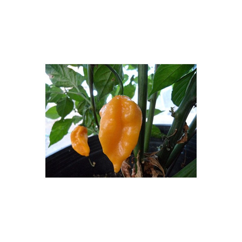 Grenada Seasoning Pepper Seeds 10+ Seeds