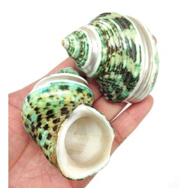 PEPPERLONELY 2 PC Natural Large Hermit Crab Shells, Banded Green Turbo, 2 Inch ~ 3 Inch