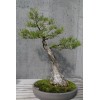 The Jonsteen Company Pond Cypress | Medium Tree Seedling |
