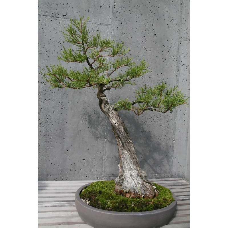 The Jonsteen Company Pond Cypress | Medium Tree Seedling |