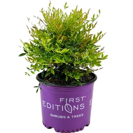 Blooming & Beautiful - Cool Glow Peach Nandina- 3 gal - First Editions - Evergreen Shrub - Green to Peach-Apricot Colored Foliage - Zones 6-9 - Nandina domestica 'ZHNAN28' PP32,397-3 Gallon Pot