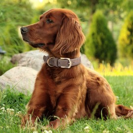 Classic Leather Dog Collar for Small Medium Large Dogs Padded Soft and Strong Adjustable Pet Collars Heavy Duty Dog Collar (Grey, S)