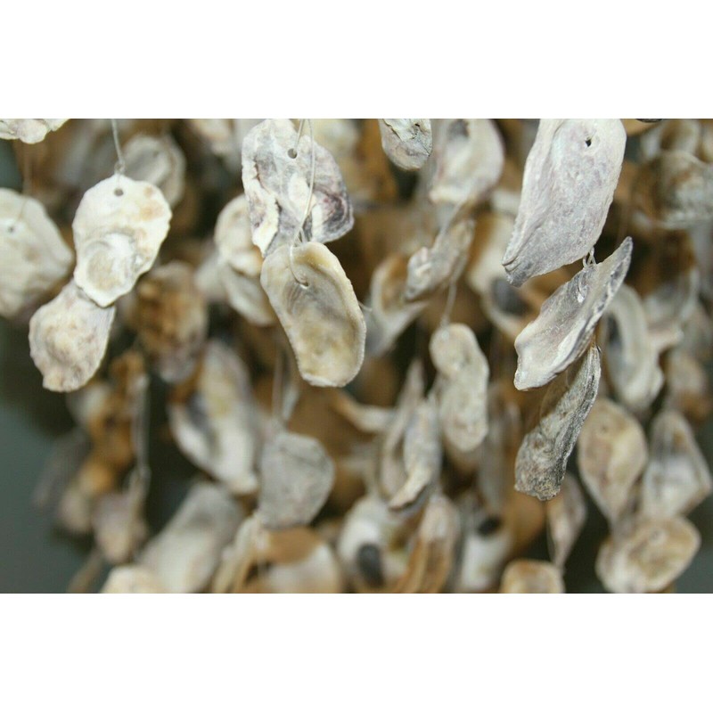 Huge Oyster Shell Chandelier Style Wind Chime, 36" +, G-84