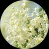 Living Libations Elderflower Essential Oil, 30ml