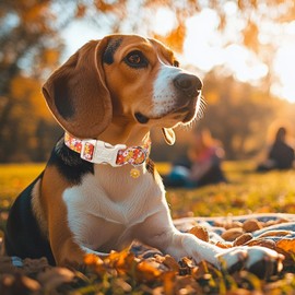 Babole Pet Fall Dog Collar Cute Autumn Daisy Puppy Collar - Light Comfortable Adjustable Pet Collars for Small Medium Large Girl Boy Dogs S