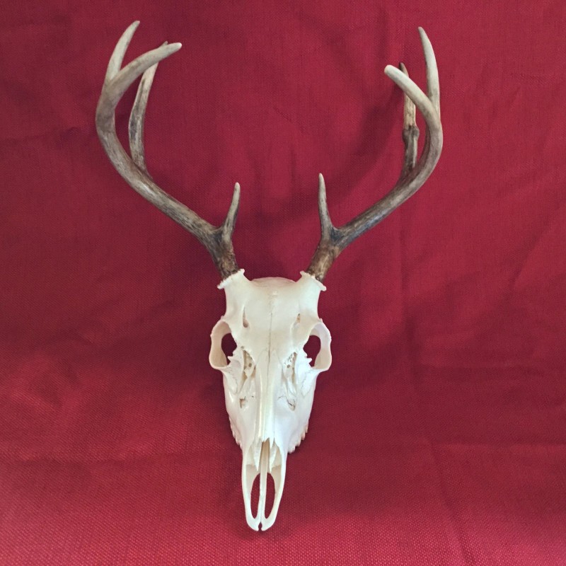 KIT BLANQUEADOR CRÁNEO EUROPEO/CIERVOS/CAZA/HOGAR/BLANQUEO/TAXIDERMIA/ATRAMP
