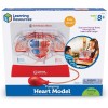 Learning Resources Modelo Anatómico De Corazón En Funcionamiento
