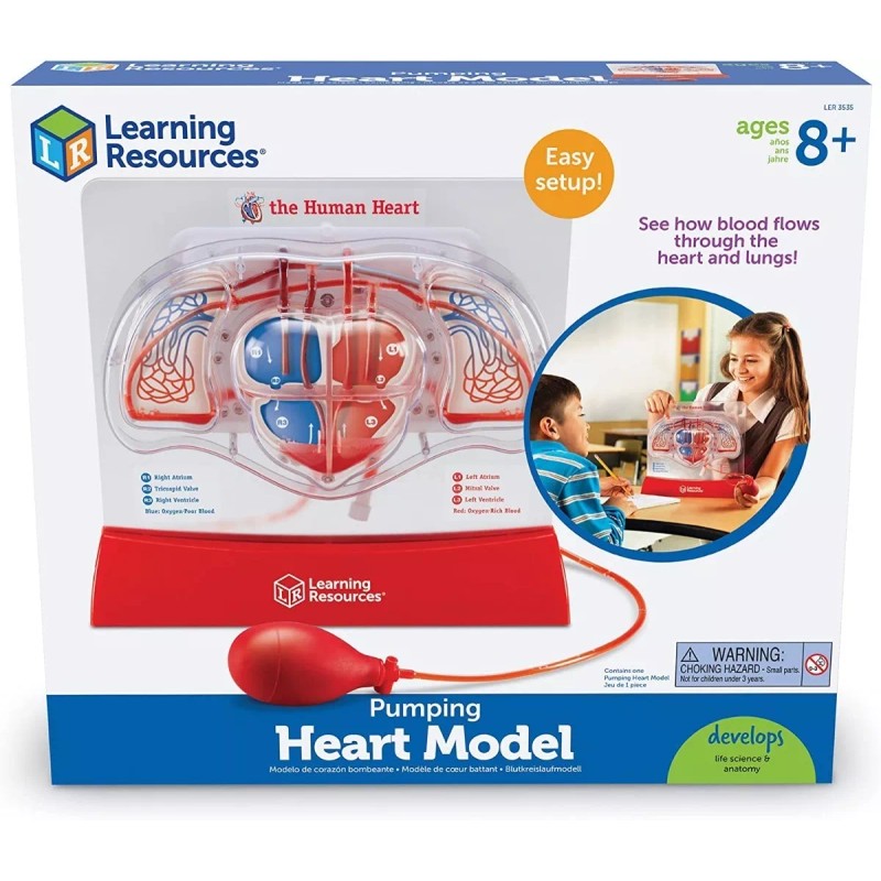 Learning Resources Modelo Anatómico De Corazón En Funcionamiento