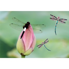 Fashion Crystal Rhinestone Dragonfly Brooch Green Butterfly Brooches Bird Brooch Pin Alloy Animal Brooch Women Men Pin Party Jewelry Accessories Charm Birthday Gifts Mother's Day