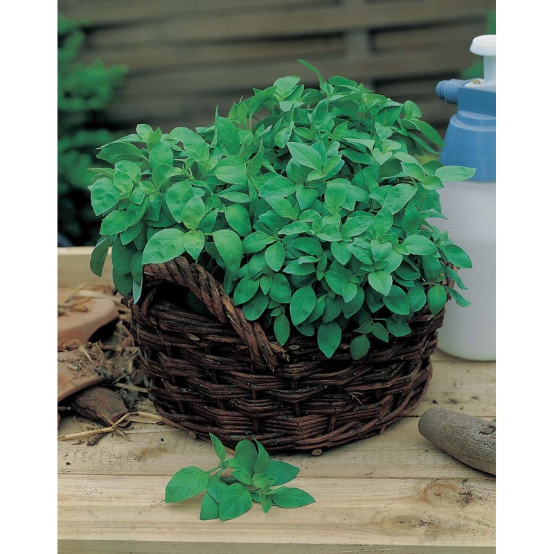 Johnsons BASIL COLLECTION