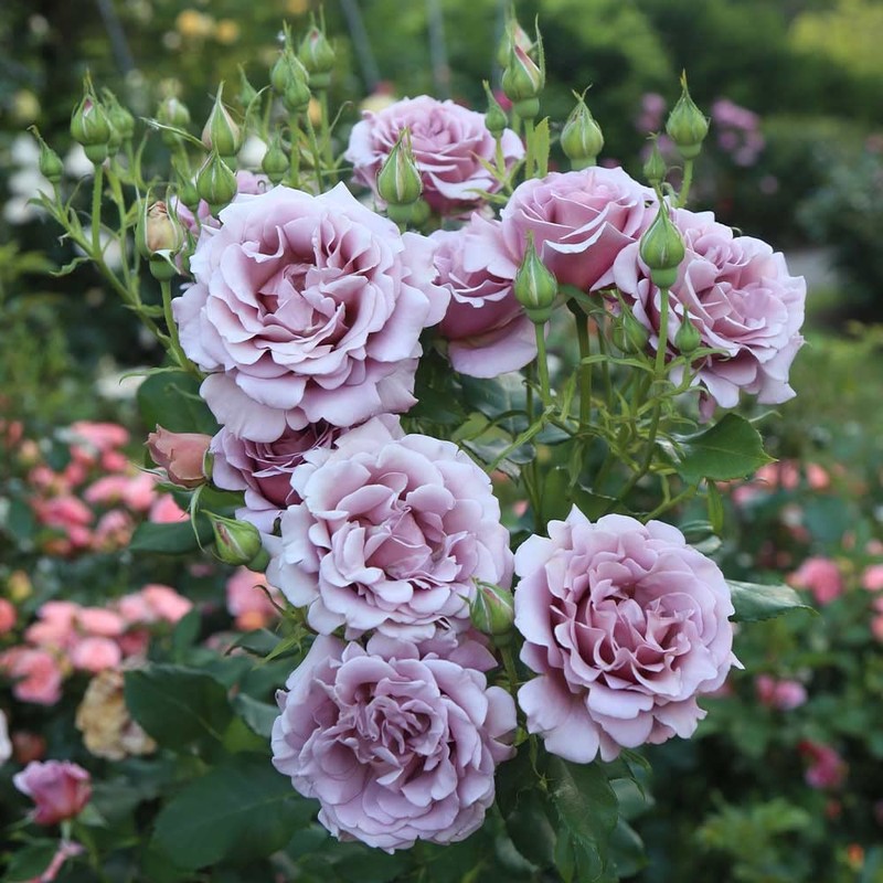 Heirloom Roses Koko Loko Rose Plant - Brown/Multi Colored Rose