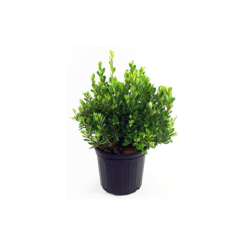 Azalea 'Blaauw's Pink' (Azalea) Shrub, salmon pink, #2 - Size