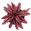 Fire Mystic Earth Star Plant - Cryptanthus - Easy -