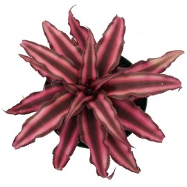 Fire Mystic Earth Star Plant - Cryptanthus - Easy - 4" Pot