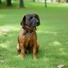 Dog Lead – Figure of 8 Anti-Pull Training Lead for