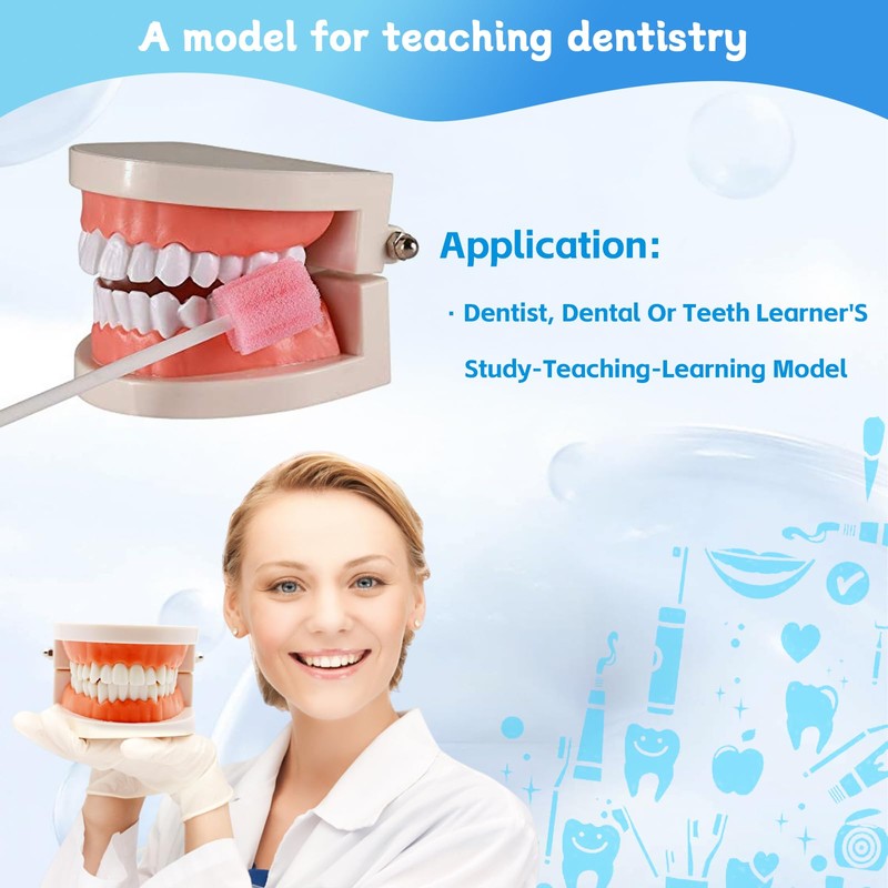 Standard Dental Study Model - Adult Simulation Teeth Model Display,