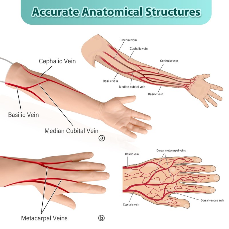 Intravenous Practice Arm Kit for Nursing Student, Phlebotomy IV Practice
