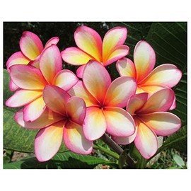Exotica Tropicals Professional Nursery Grade Plumeria Fertilizer 4 LB Six Month Slow Release Frangipani Plant Food