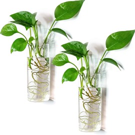 Kingbuy Wall Hanging Planter Glass Plant Propagation Station for Home Office Decor, Medium Cylinder, 2 Pack