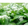 Palm Beach Medicinal Herbs - Wild Garlic (Allium canadense) -