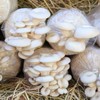 GREANER Mushroom Grow Bags 6 Mil, 8"x5"x20" Thick Autoclave Spawn