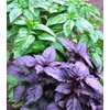 KIRA SEEDS - Seeds Basil Mix [Cardinal, Genovese, Sweet, Purple,