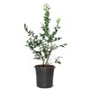 Vernon Blueberry Bush, Rabbiteye, 2-3 ft Plant Height, 5 gal.