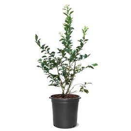 Vernon Blueberry Bush, Rabbiteye, 2-3 ft Plant Height, 5 gal. Nursery Pot (Due to Agricultural Laws, we Cannot Ship to CA, AZ, AK, or HI)