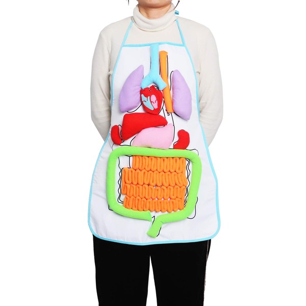 sac taske human body model apron for internal organs anatomy