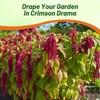 Outsidepride Red Amaranthus Seeds - 10000 Pcs Easy to Grow,