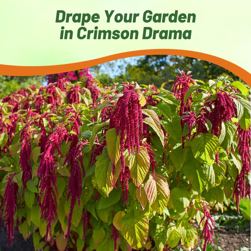 Outsidepride Red Amaranthus Seeds - 10000 Pcs Easy to Grow,