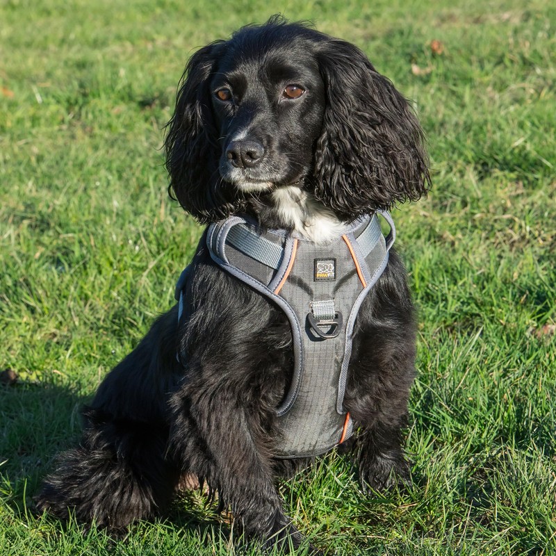 Pawfit Extra Large Dog Harness, No Pull Pet Vest Harness