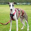 PAWORLD Escape Proof Dog Harness Medium, Anti Pull Large Dog