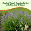 Outsidepride Lavender Blue Giant Hyssop Seeds for Planting - 2000