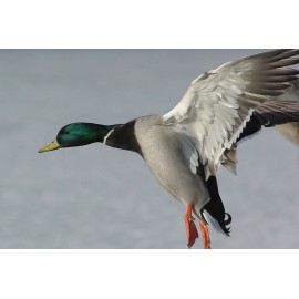 Handmade Flying Waterfowl Taxidermy / Decoy Carving Reference Photo Cd