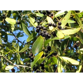 Chill Hill Farms Laurel Greenbrier | 5 Seeds | Smilax Laurifolia | Florida Native Vine | Wildlife