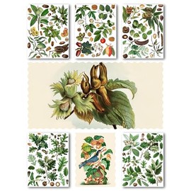 FLONZ Decoupage Paper Pack (15 Sheets 8""x11"") Nuts Trees and Leaves Antique Botannical Book Engraving Illustration HANATABA Vintage Styled Ephemera Pictures for Decoupage Craft and Scrapbooking